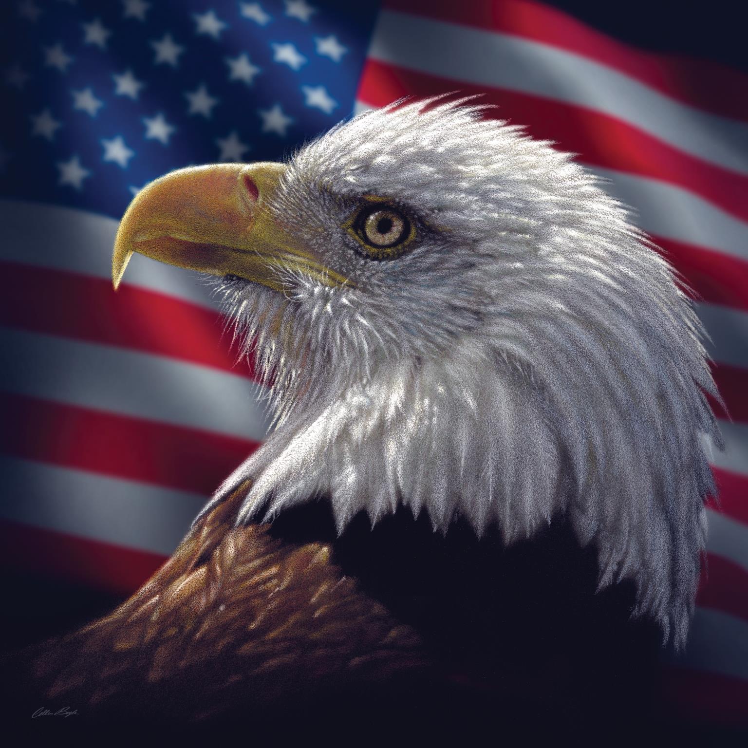 American Bald Eagle By Collin Bogle Giclee Canvas