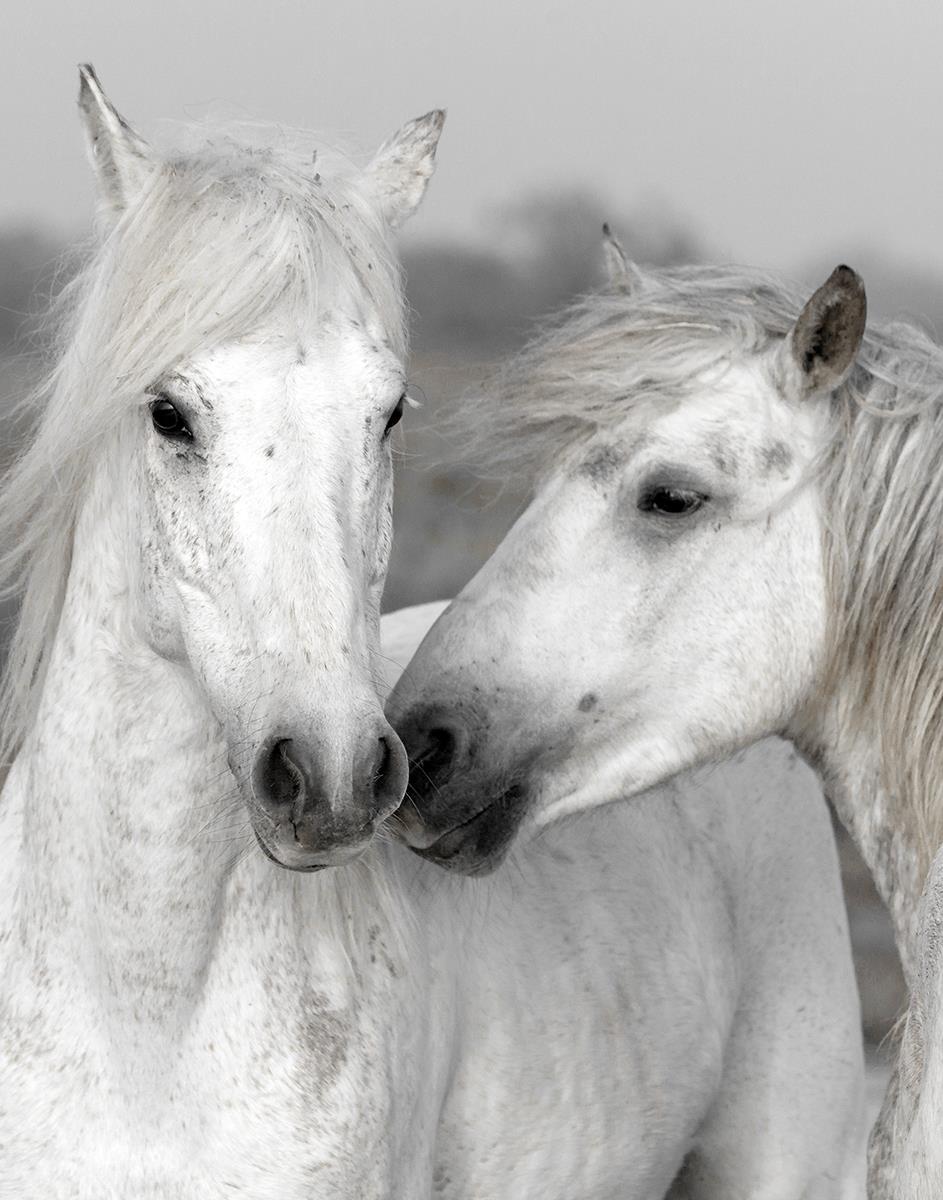 Affection I By Danita Delimont Giclee Canvas