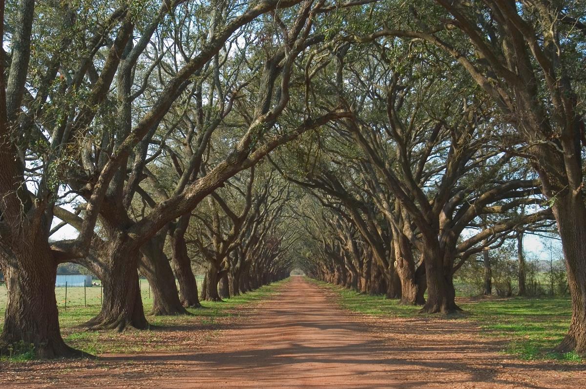 ***Monl*** Oak Alley By Alexey (Small) Giclee Canvas