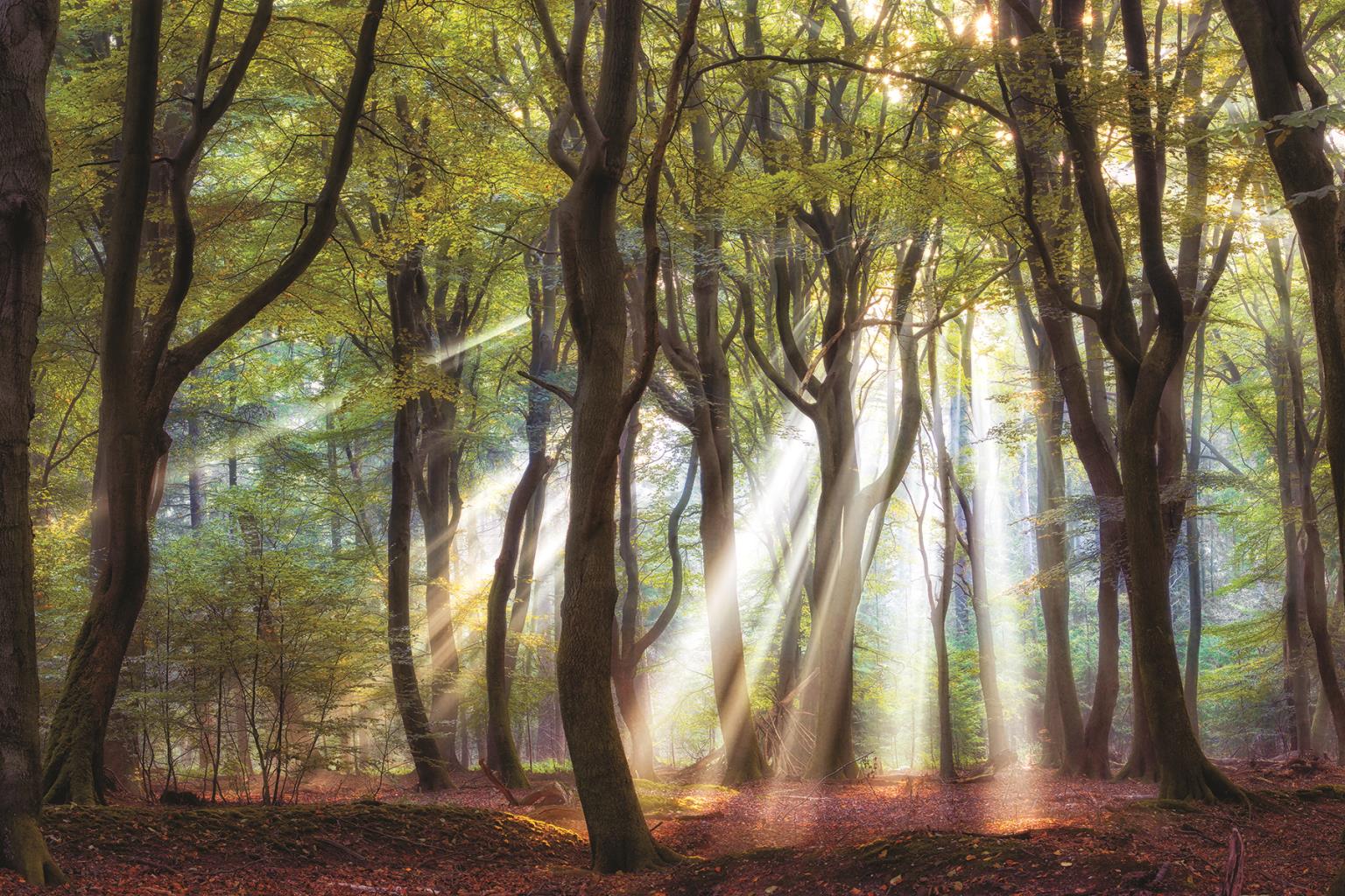 ***Monl*** Majestic Morning By Lars Van De Goor (Small) Giclee Canvas
