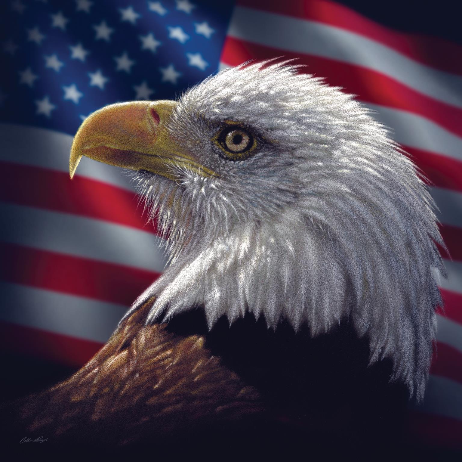 American Bald Eagle By Collin Bogle (Small) Giclee Canvas