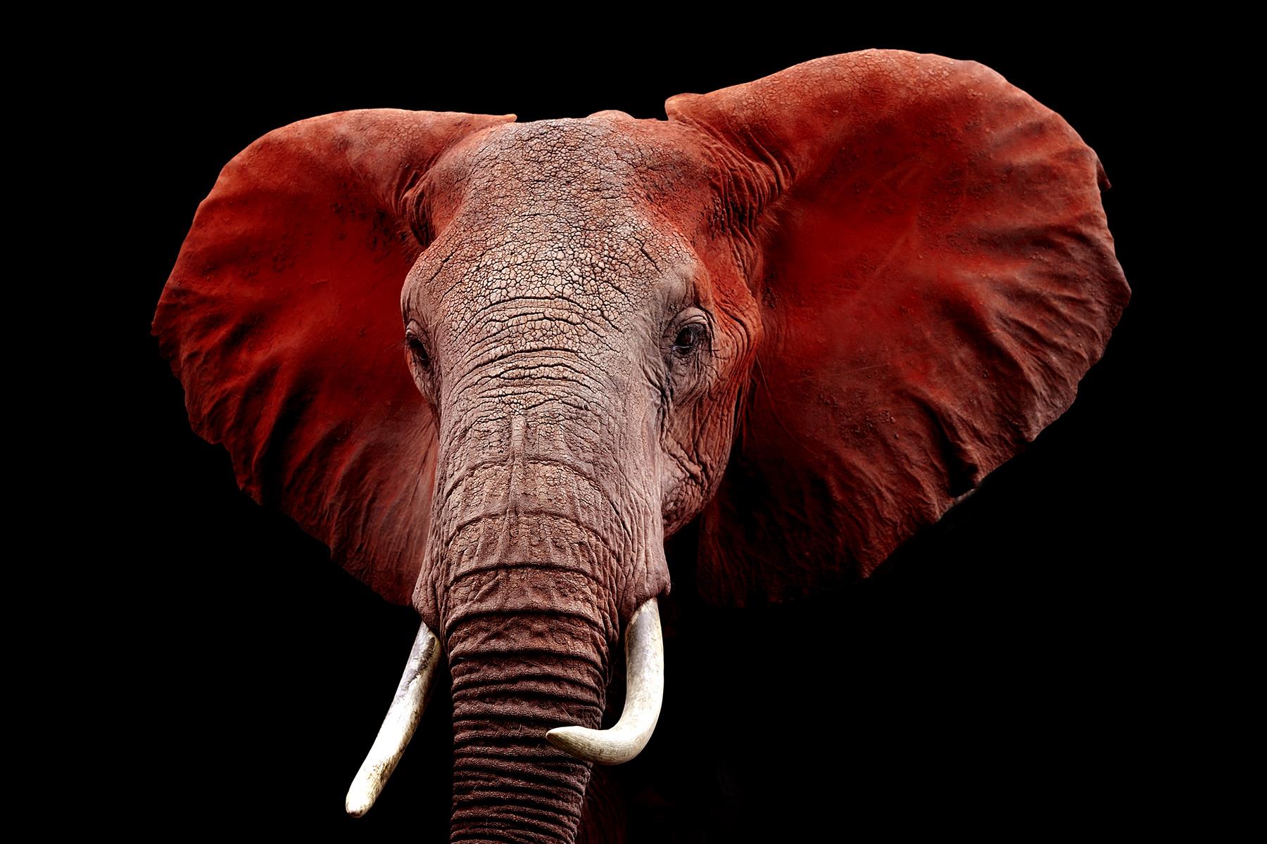 Temp Glass W/Foil - Red Elephant Tempered Glass