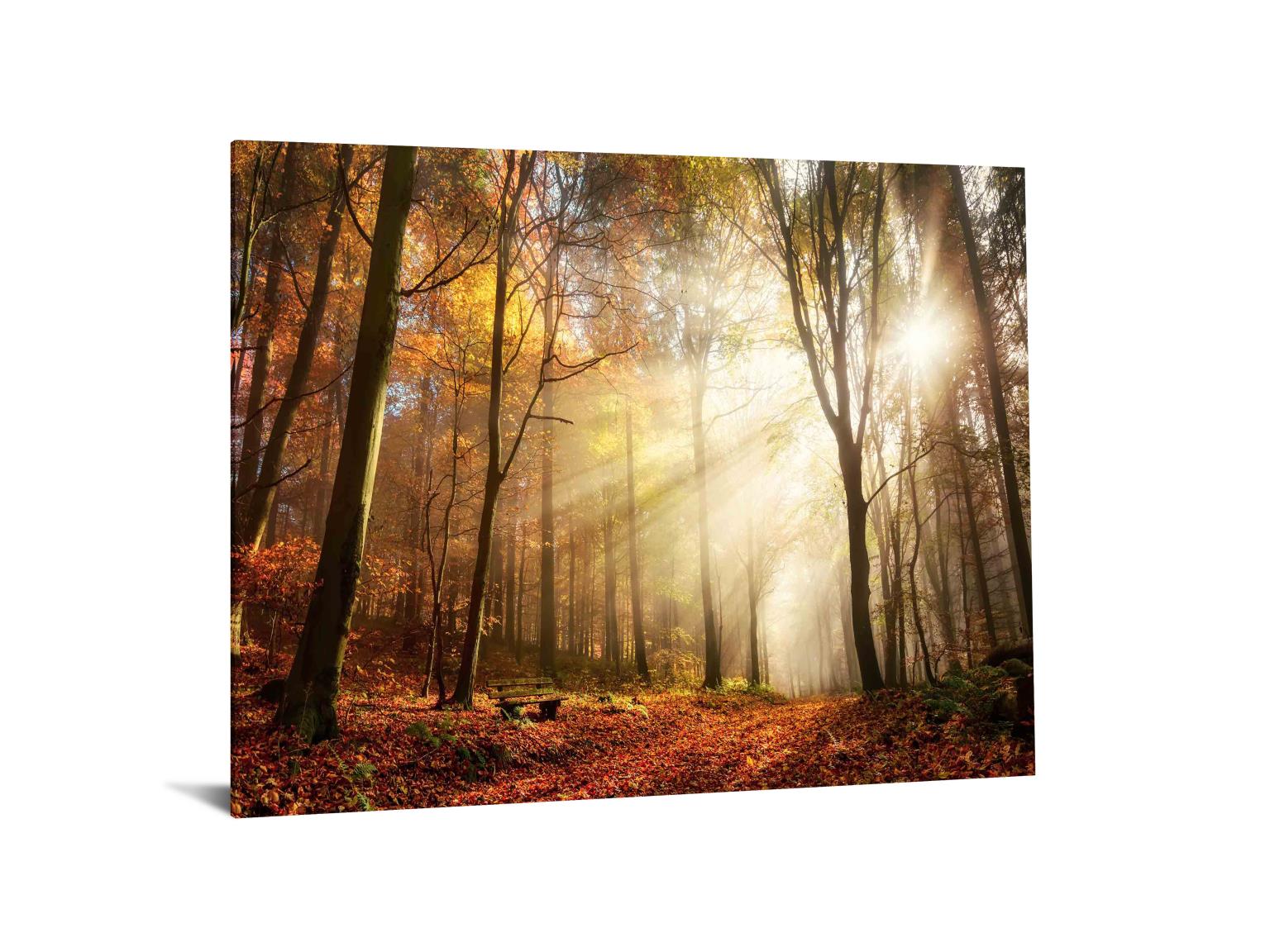 Temp Glass W/Foil - Sunlight In Woods Tempered Glass
