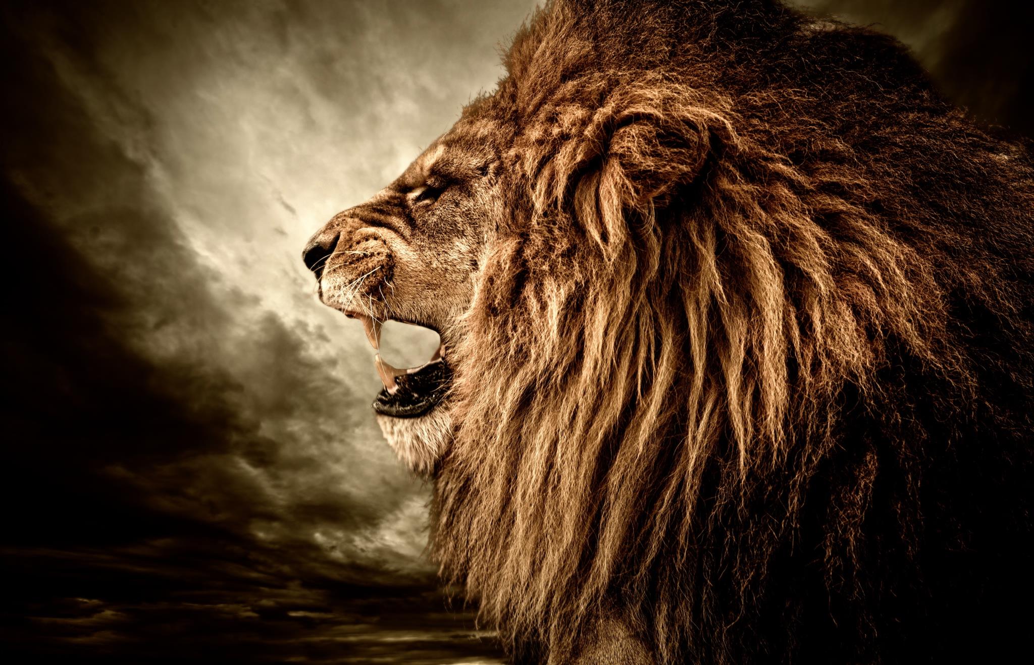 Temp Glass W/Foil - Lion Side Profile Tempered Glass