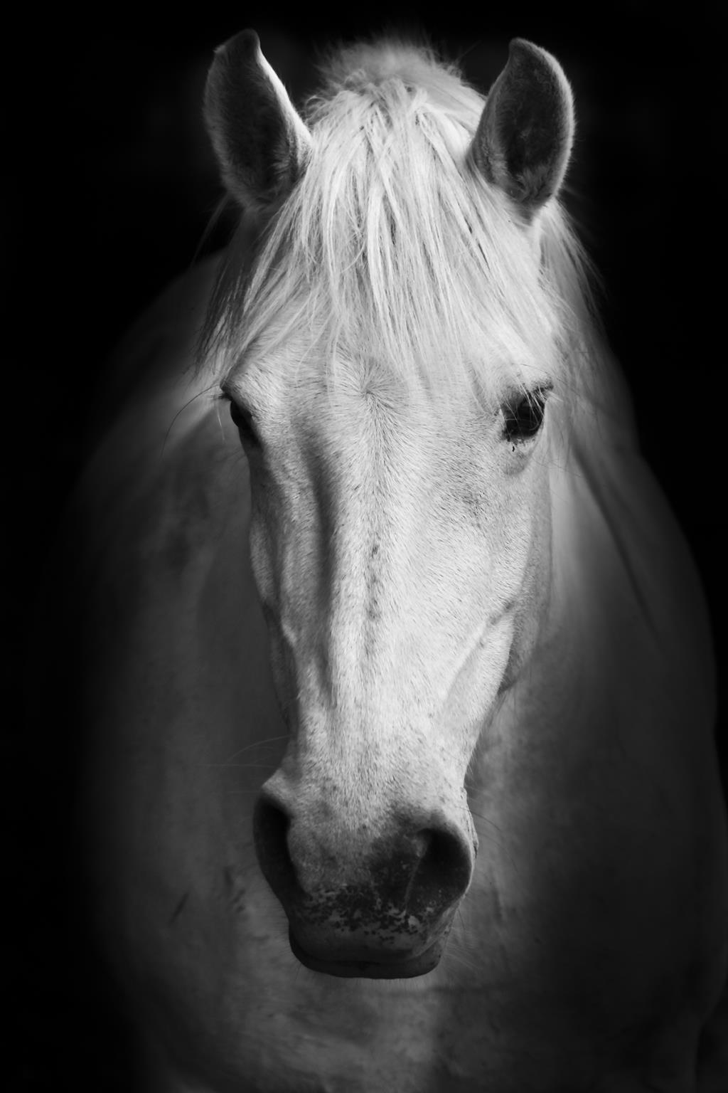 Temp Glass W/Foil - White Horse Tempered Glass