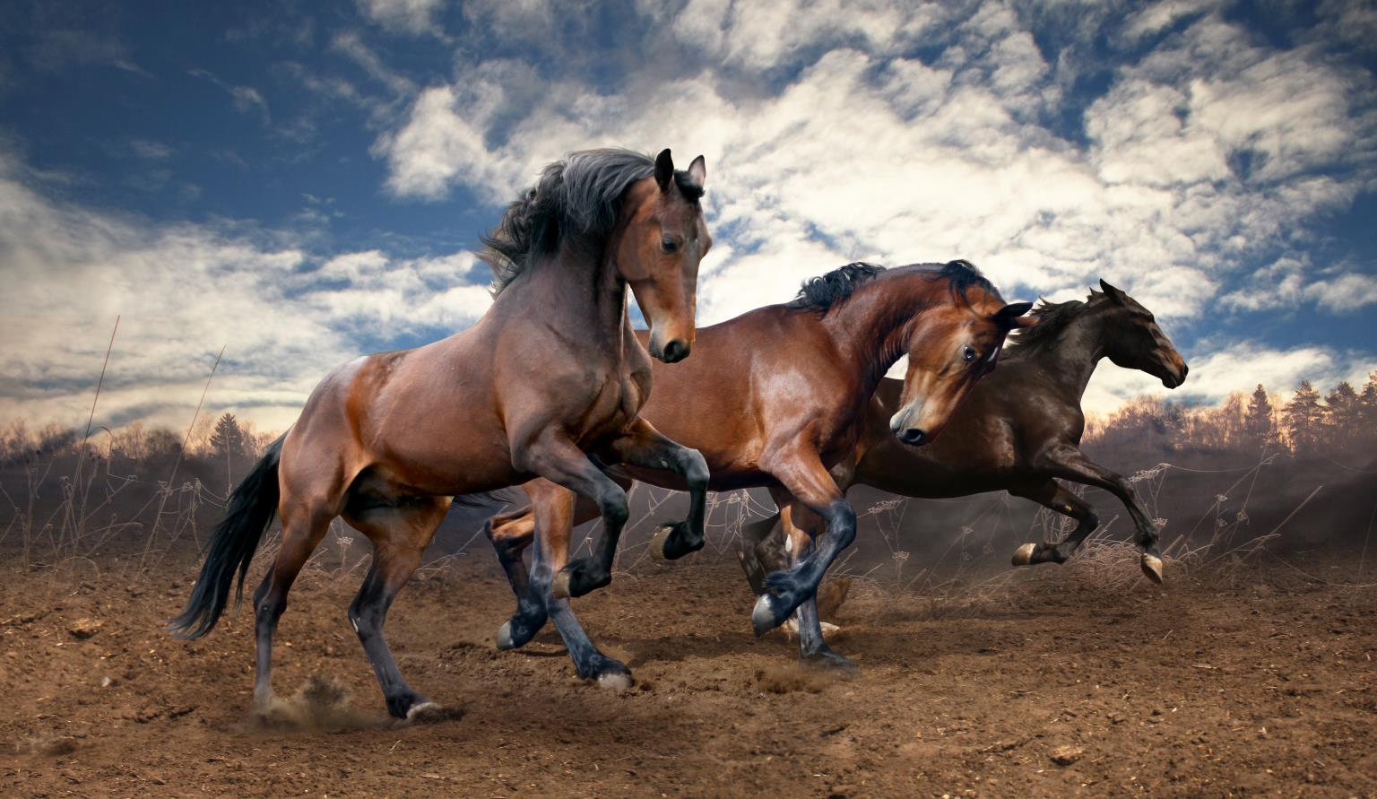 Wild Horses By Sasha S (Small)(Framed) Giclee Canvas