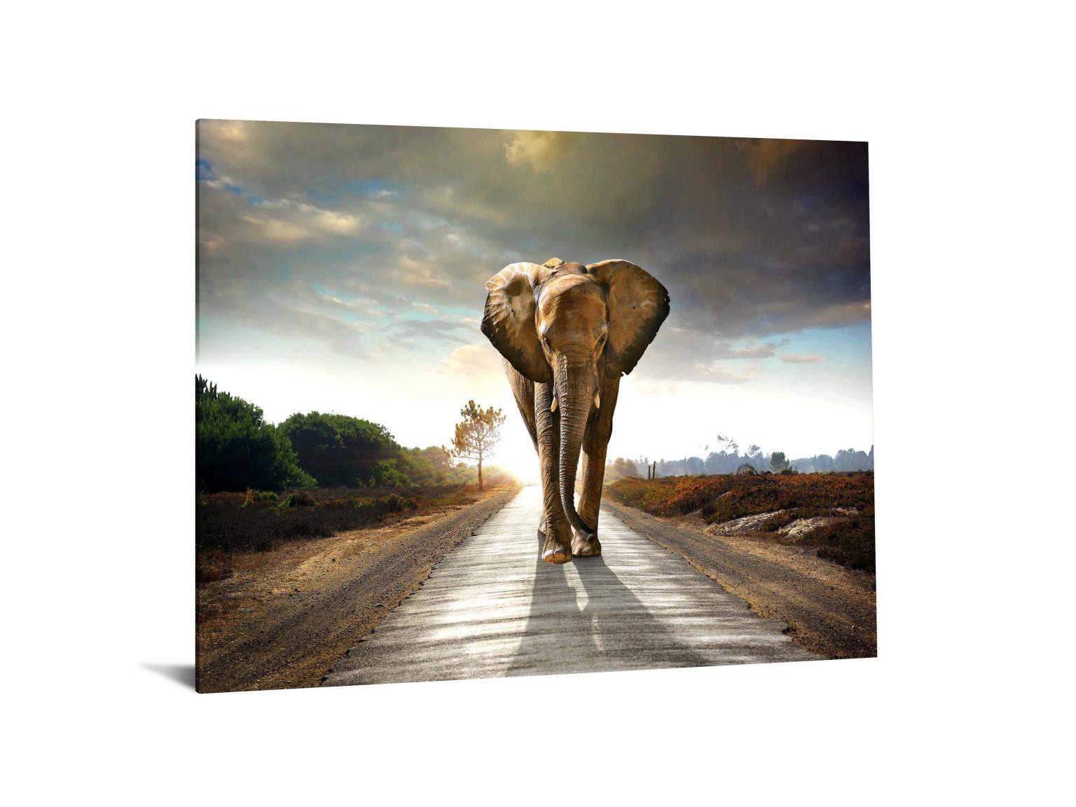 Temp Glass W/Foil - Elephant Walk Tempered Glass